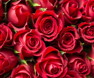 Red Roses